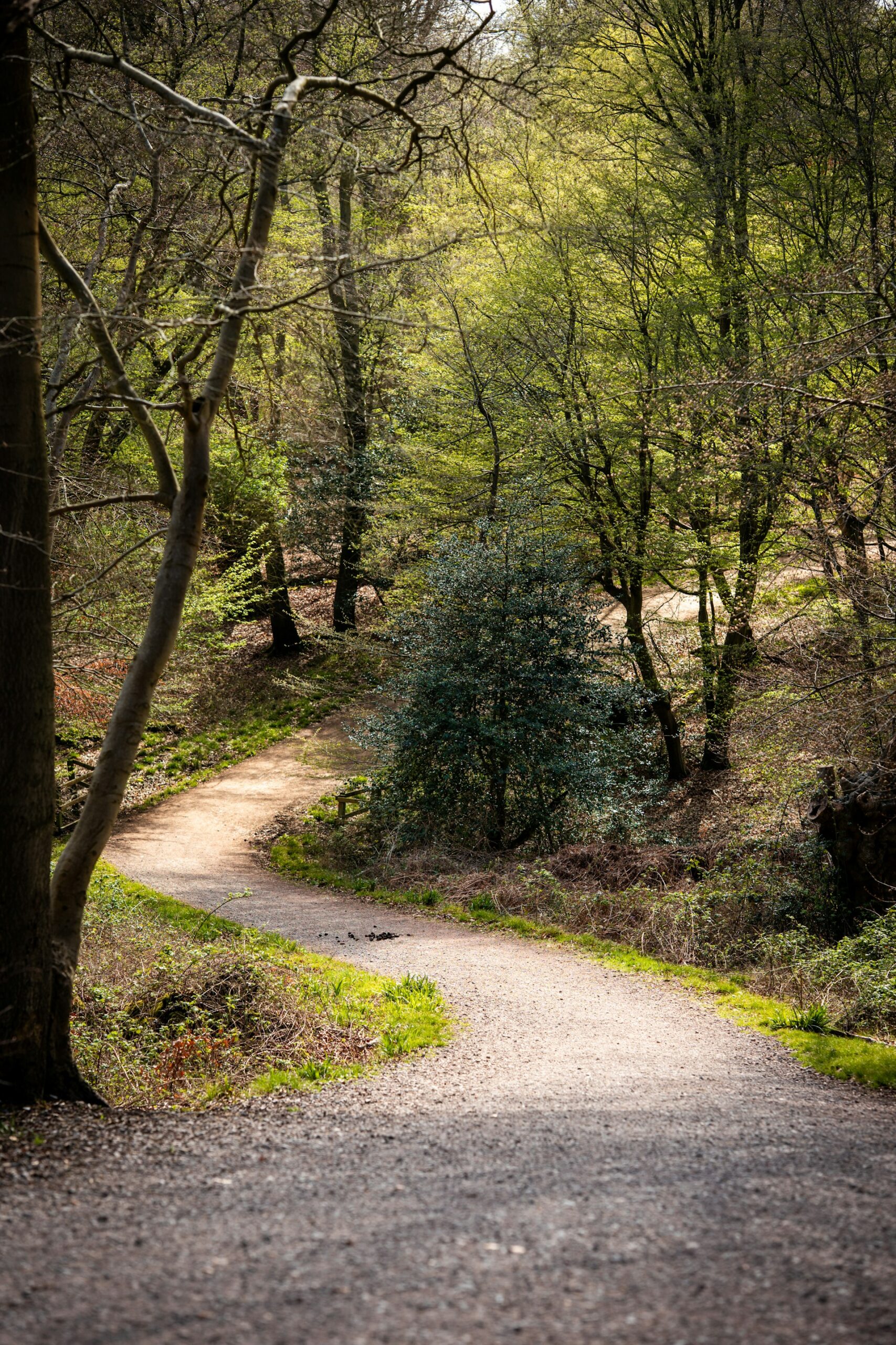 Caminho sinuoso em uma floresta iluminada pelo sol